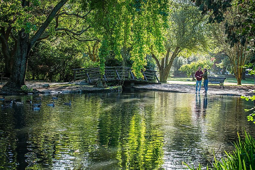 Ashburton Domain. By Bare Kiwi & Experience Mid Canterbury - CC BY 4.0, Wikimedia Commons.