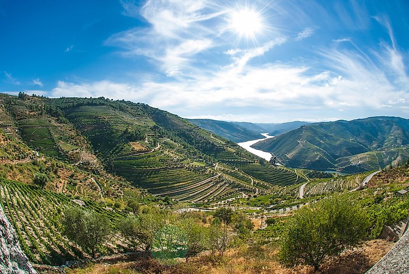 Terraced vineyards in Douro Valley, Alto Douro Wine Region in northern Portuga