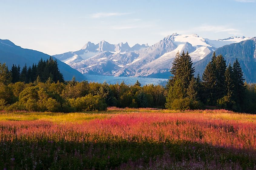 Mendenhall Glacier Viewpoint with Fireweed in bloom near Juneau, Alaska.