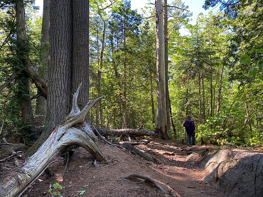 A man walking a nature trail past ancient white pines 