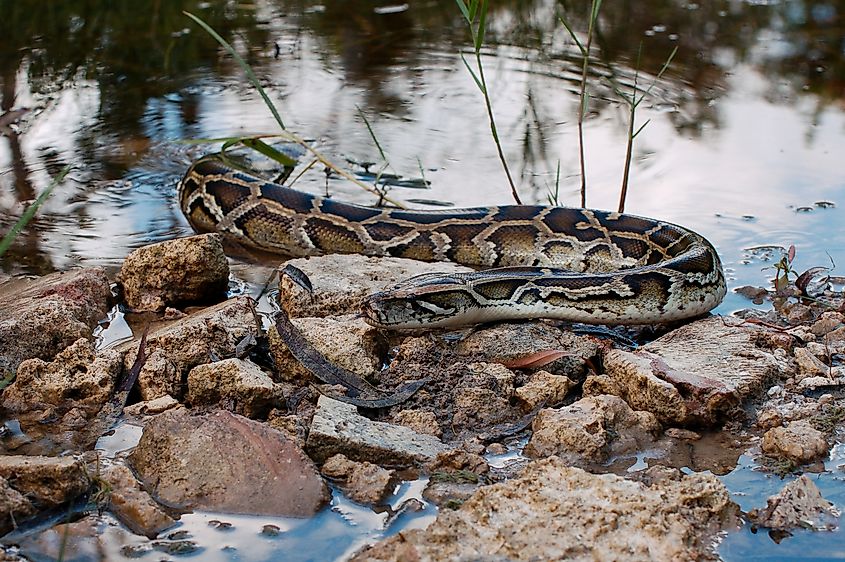 A burmese python rises from the water towards rocks in the Everglades.