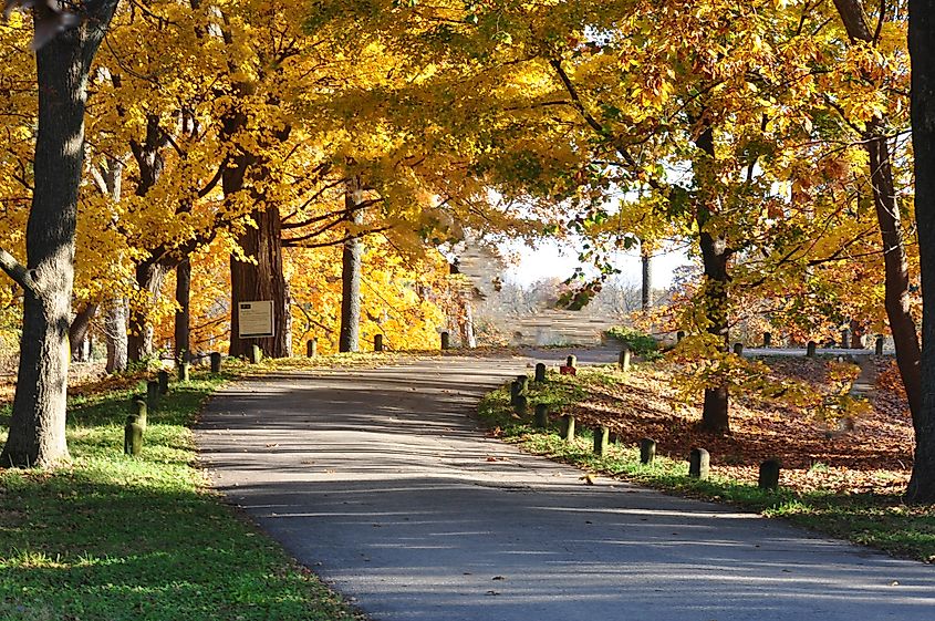 A line of trees with golden fall leaves lining a path at the Morton Arboretum in Lisle, Illinois.