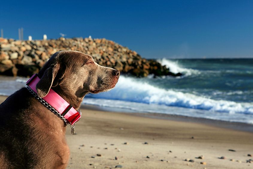 A dog sits on a beach in Westerly, Rhode Island.