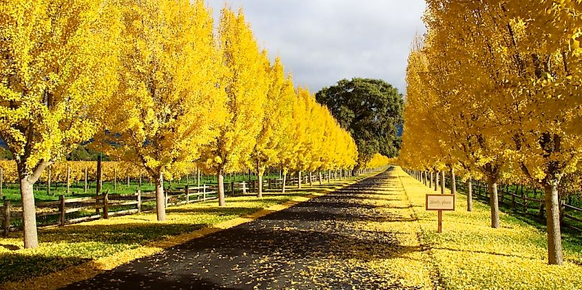 A road lined with yellow trees during fall in Napa Valley, California 