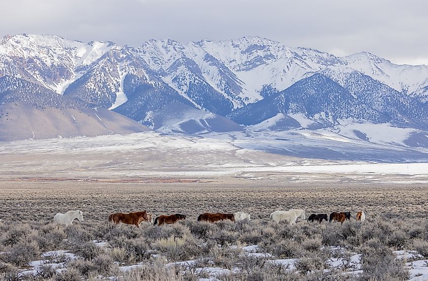 Challis, Idaho