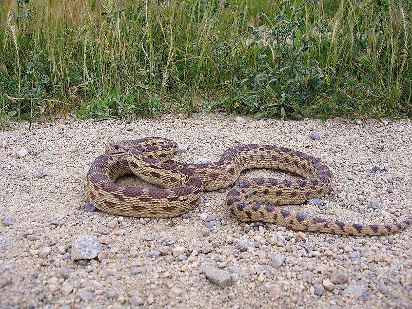 Gopher snake.