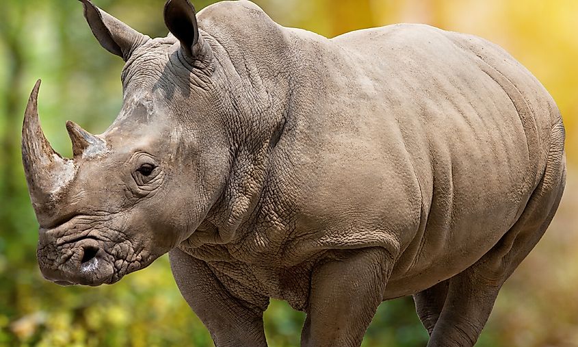 Javan rhino