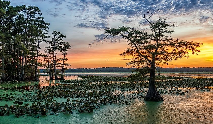 Sunset over Bald Cypress from Grassy Island on Reelfoot Lake National Wildlife Refuge in Tennessee.