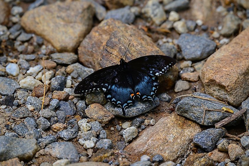 A spicebush swallowtail butterfly on the Helton Creek Falls trail, near Blairsville, Georgia.