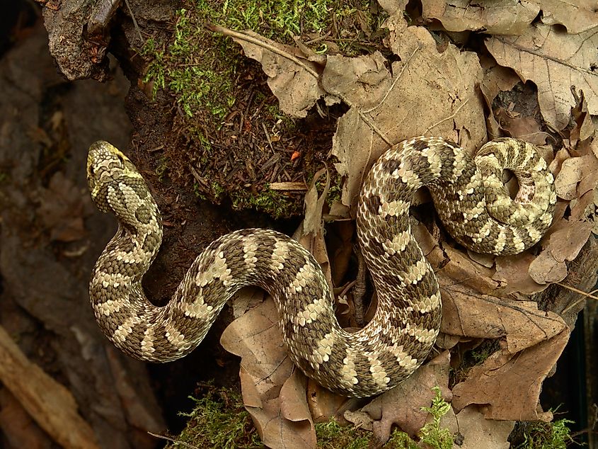 Top view of a western hognose snake.