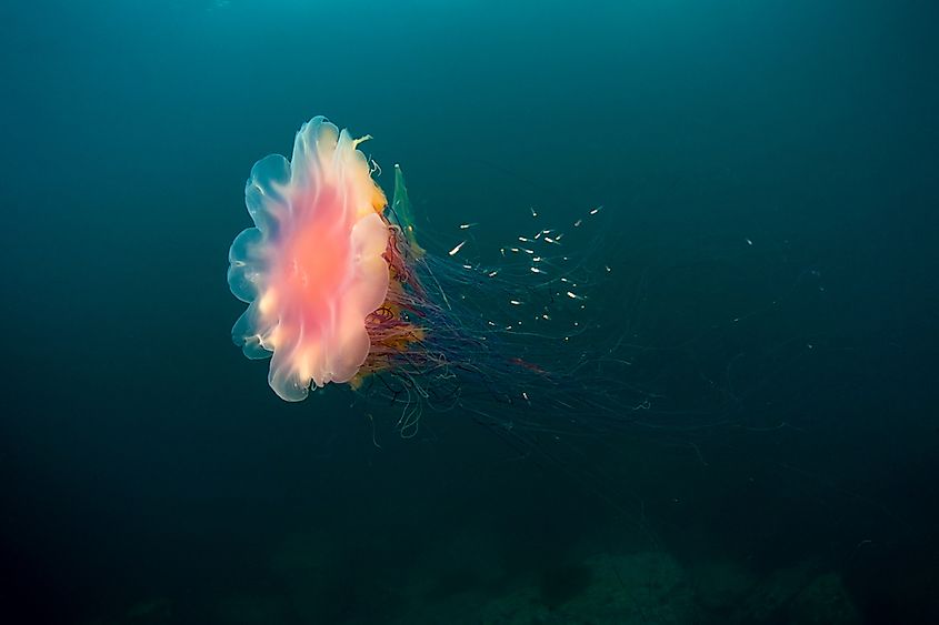 Top 10 Most Dangerous Jellyfish