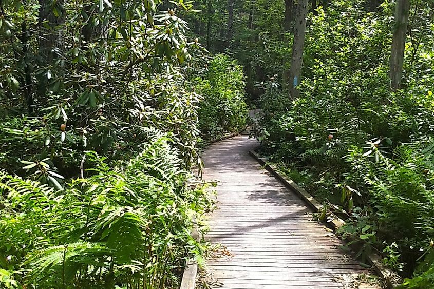 Rhododendron Sanctuary Trail in the Pachaug State Forest.