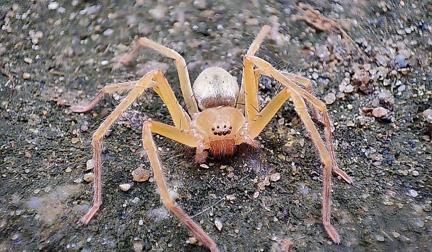 A closeup shot of a brown recluse spider on the soil