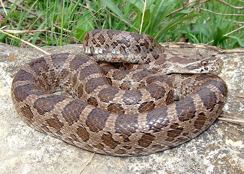 Great Plains Rat Snake, Pantherophis emoryi.