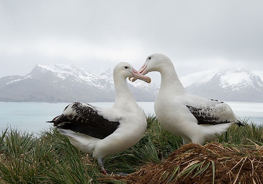 Two albatross resting next to one another. 