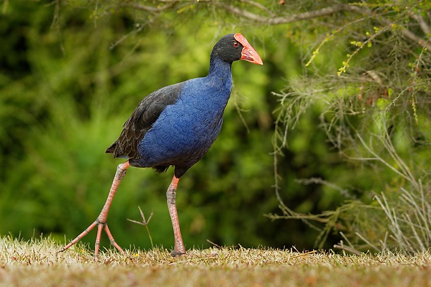 The South Island takahē (Porphyrio hochstetteri), an endangered endemic bird of New Zealand.