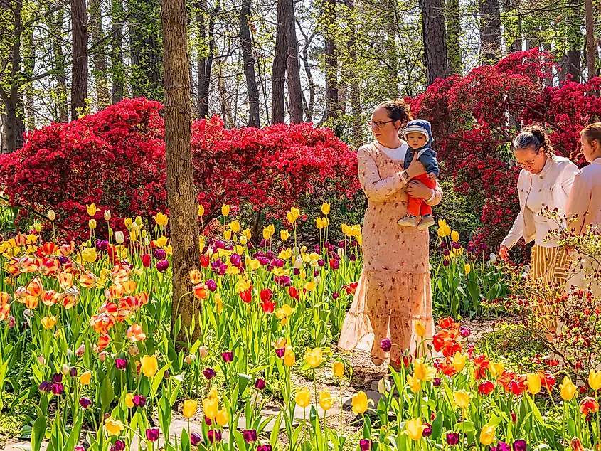 The Garvan Woodland Gardens with tulips in bloom, in Hot Springs, Arkansas.