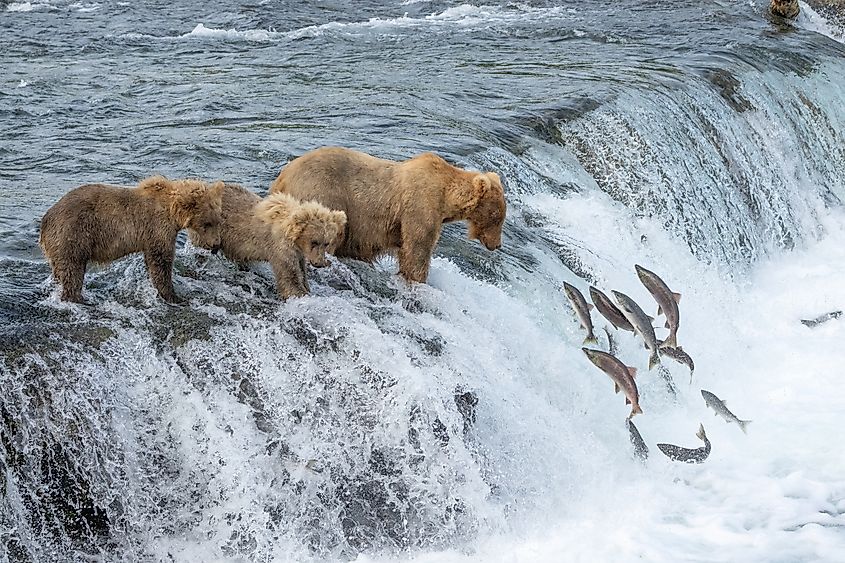 Mother brown bear and two cubs fish at Brooks Falls in Katmai National Park, Alaska.