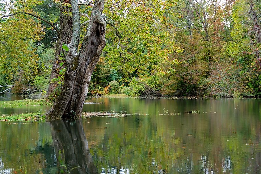 The Choptank River in Greensboro, Maryland.