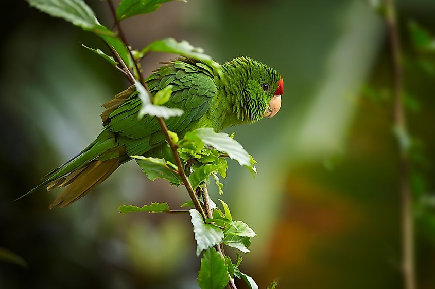 Santa Marta Parakeet in a tree.