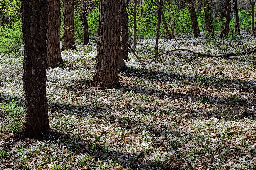 Spring beauty carpets the forest floor at Fort Custer State Recreation Area in Michigan.