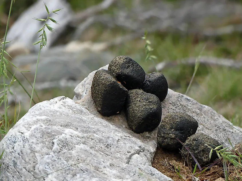 Wombat Poo, Cradle Mountain - Lake St Clair National Park, Tasmania, Australia.