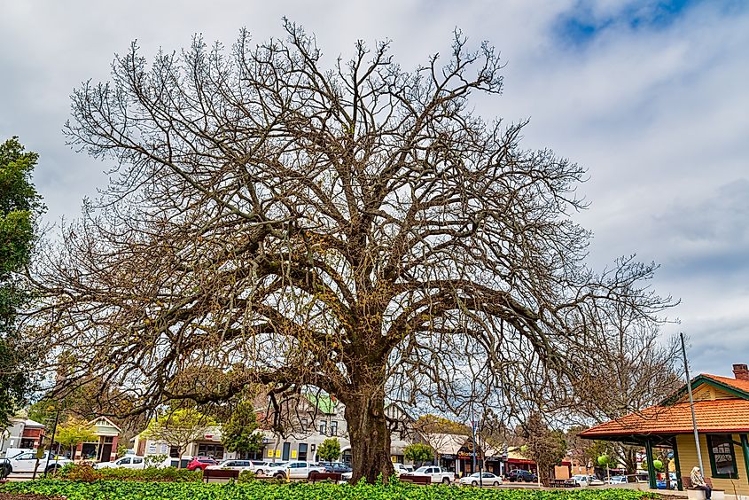 English Oak planted in 1890 by the early settlers in Donnybrook, Western Australia.