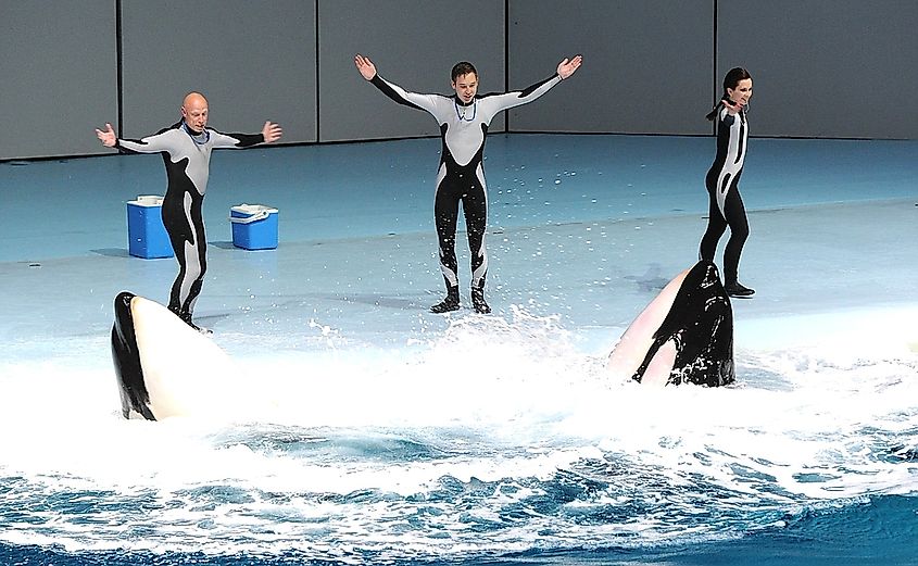 Trainers and captive Orcas in the Moskvarium, 2015. Image Credit Kremlin.ru via Wikimedia.