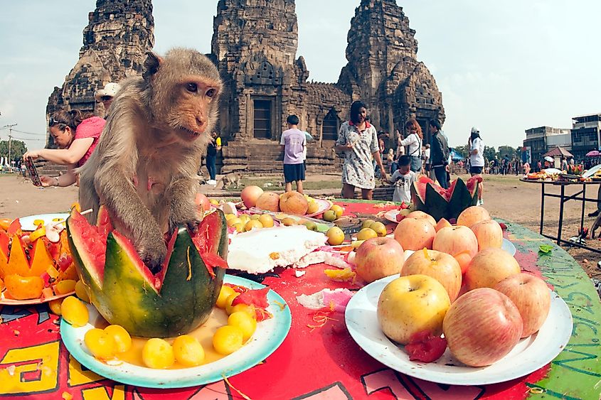 Long-tailed macaques feast on fruit piled on tables at the Monkey Buffet Festival in Lopburi
