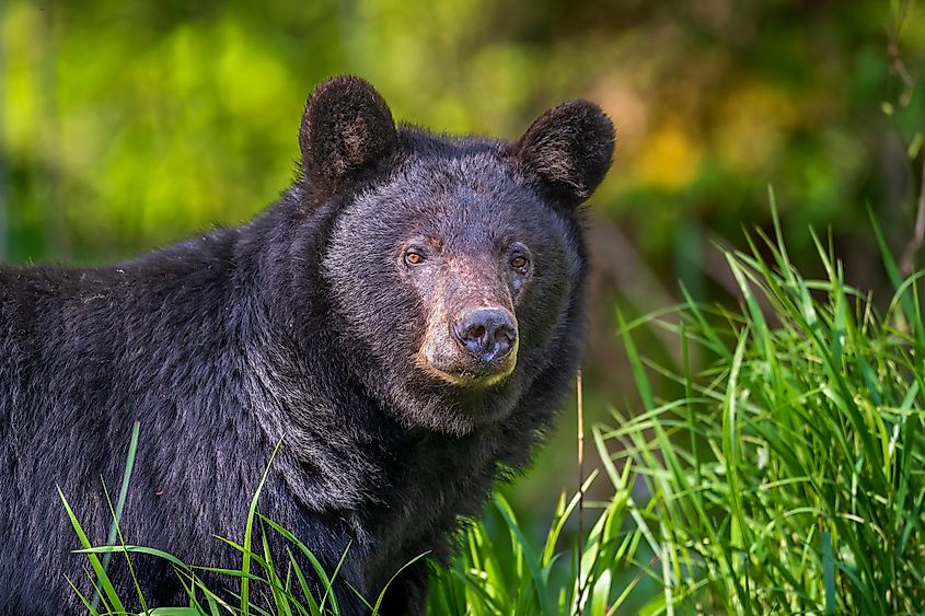 Black Bear in the Great Smoky Mountains National Park.