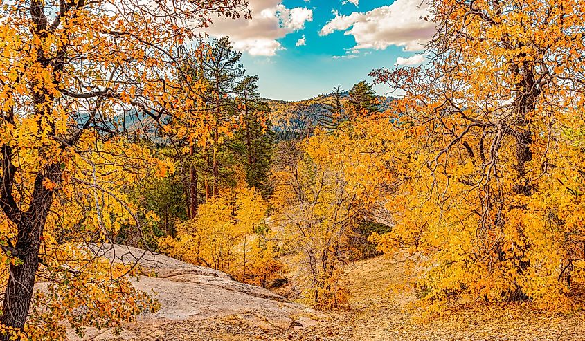 Oak trees are golden yellow color for fall in the mountain sides of Big Bear Lake, California.