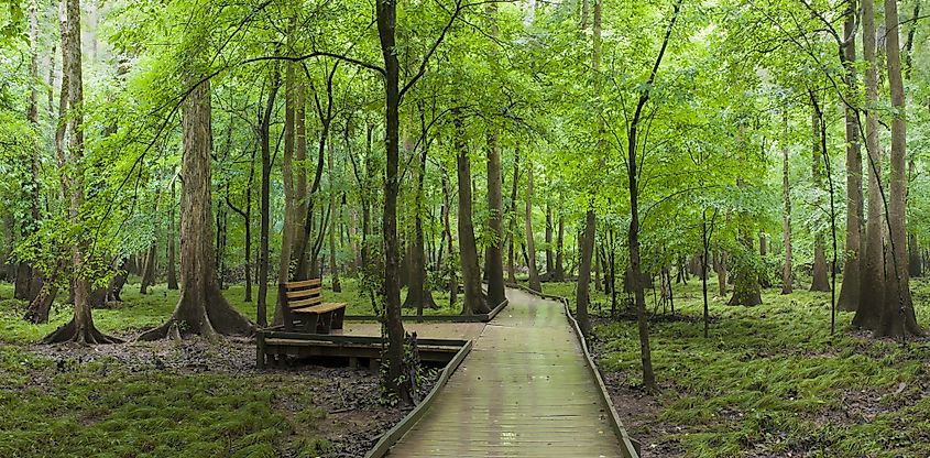 The boardwalk and a bench that runs through the cypress forest and swamp of Congaree National Park in South Carolina.