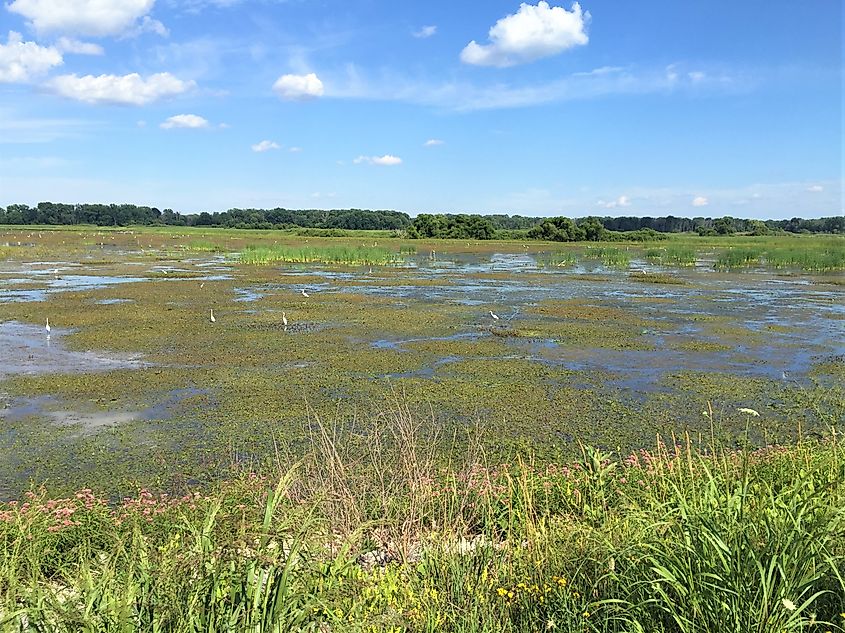 Shiawassee National Wildlife Refuge, Saginaw County, Michigan