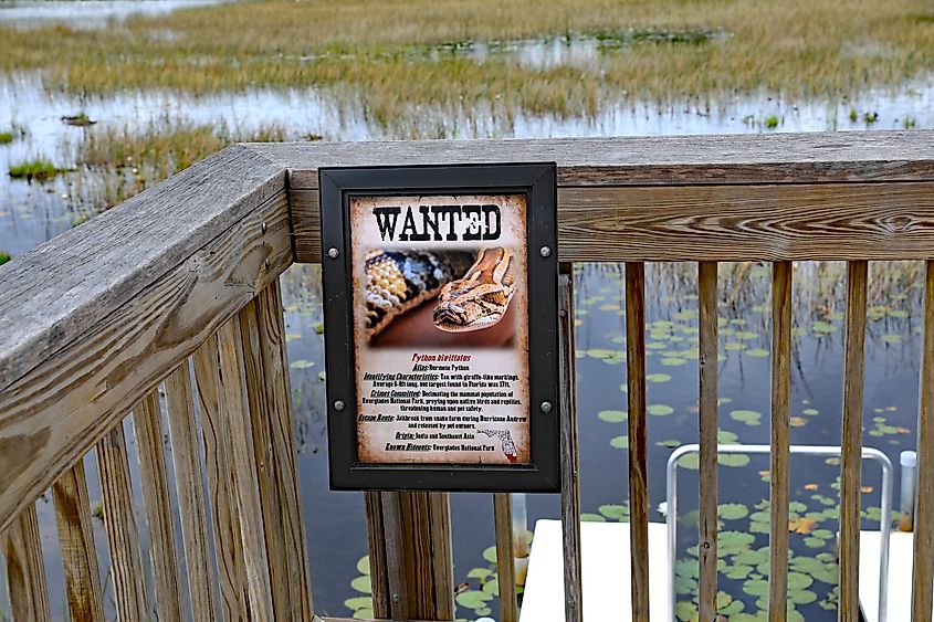 A "Wanted" sign, in Grassy Waters Natural Area, part of the Everglades eco system warning about burmese python snakes. Editorial credit: Thomas Barrat / Shutterstock.com