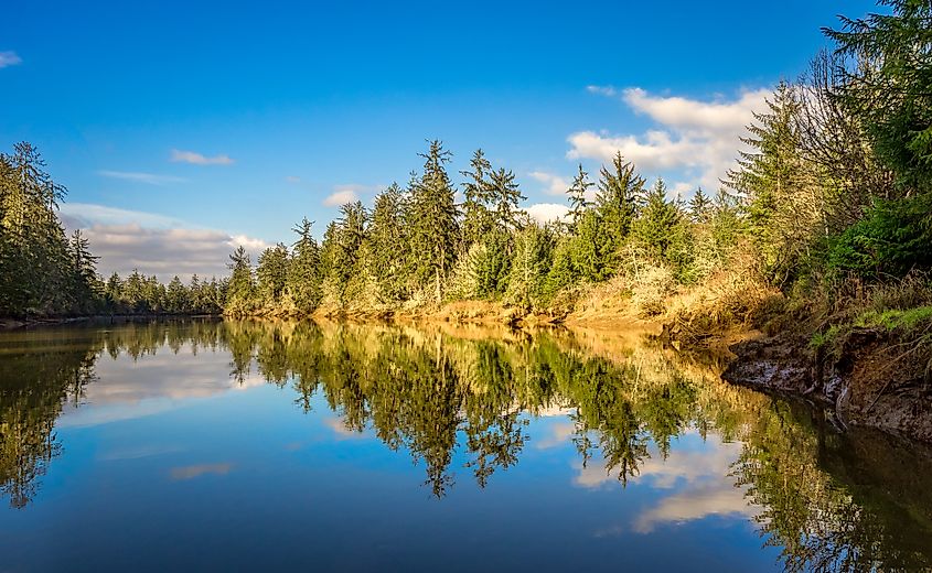 Preacher's Slough at Chehalis River Preserve in Washington State