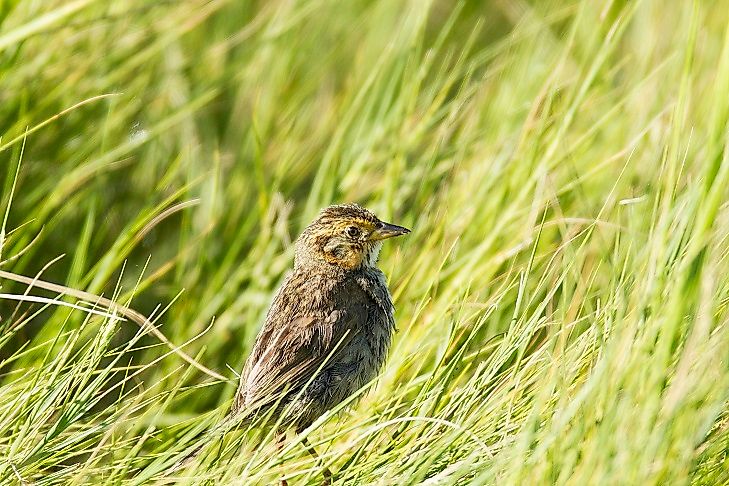 A Saltmarsh Sparrow perched in coastal salt-marsh grass.