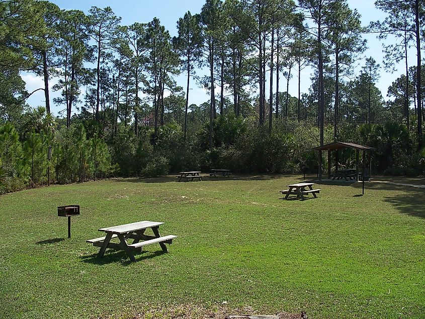 Campsite at the Cedar Key Scrub State Reserve, Florida