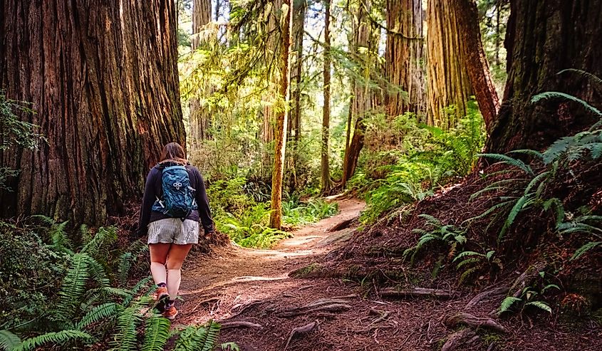 Person Hiking in the forest of Jedediah Smith Redwoods State Park, California