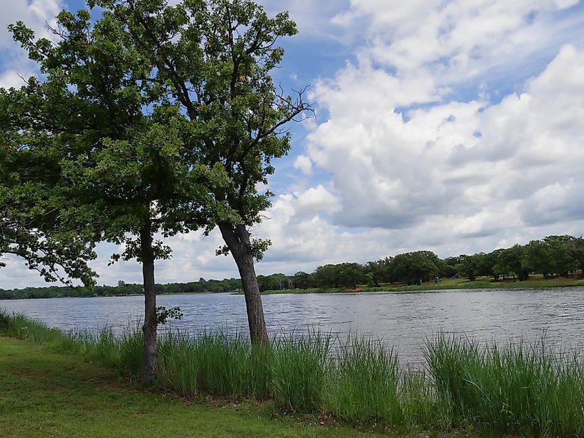 Two young trees beside Guthrie Lake in Guthrie, Oklahoma.