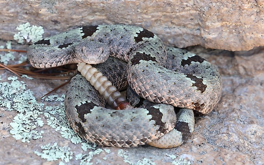 Male Banded Rock Rattlesnake