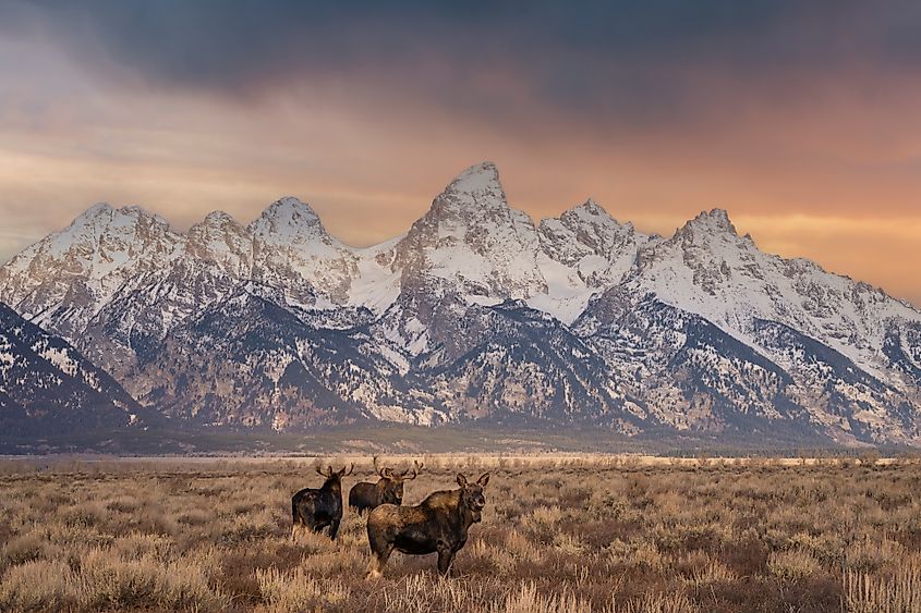 A small group of moose in the grassland.