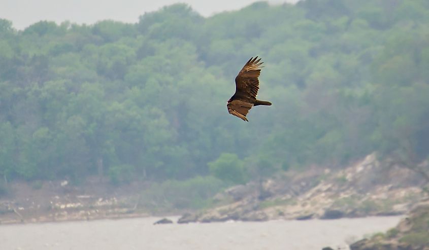 A bird in flight over Elk City Lake, Kansas.