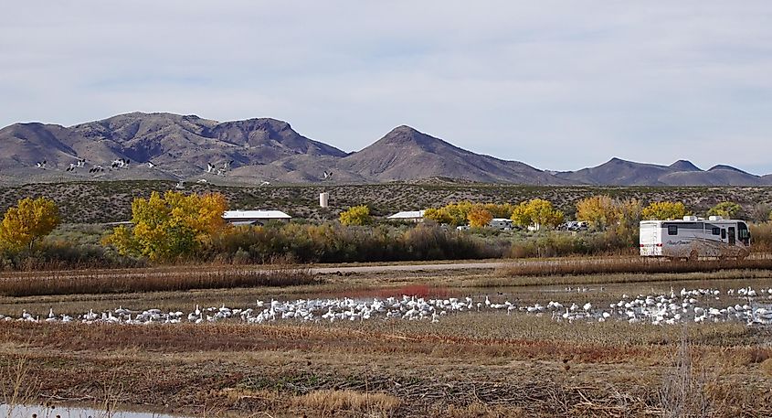 View of snow geese, the Chupadera Mountains, and a Fleetwood Pace Arrow recreational vehicle parked at Bosque del Apache National Wildlife Refuge, via quiggyt4 / Shutterstock.com