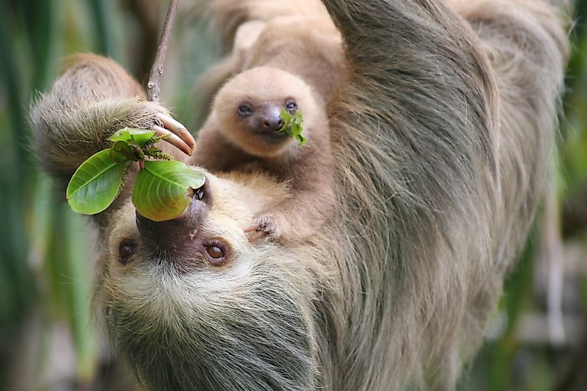 A sloth female and baby.