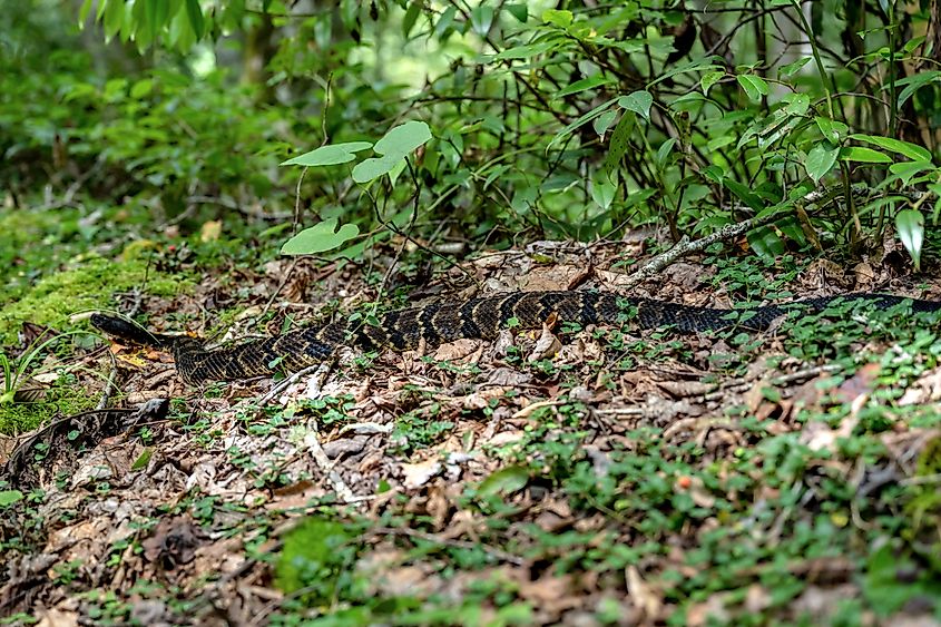 Timber rattlesnake in the Great Smoky Mountains National Park.