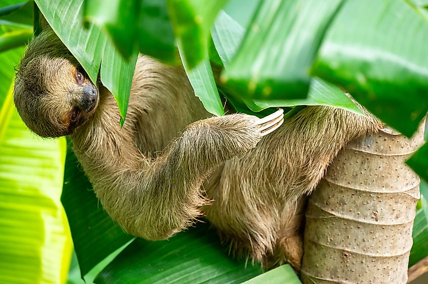 A sloth climbing a tree.