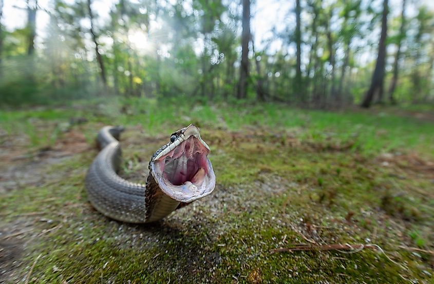 Eastern hognose snake mouth gaping as part of its defensive strategy