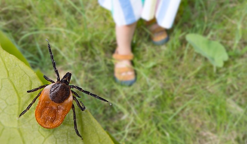 Dangerous deer tick hiding on a leaf.