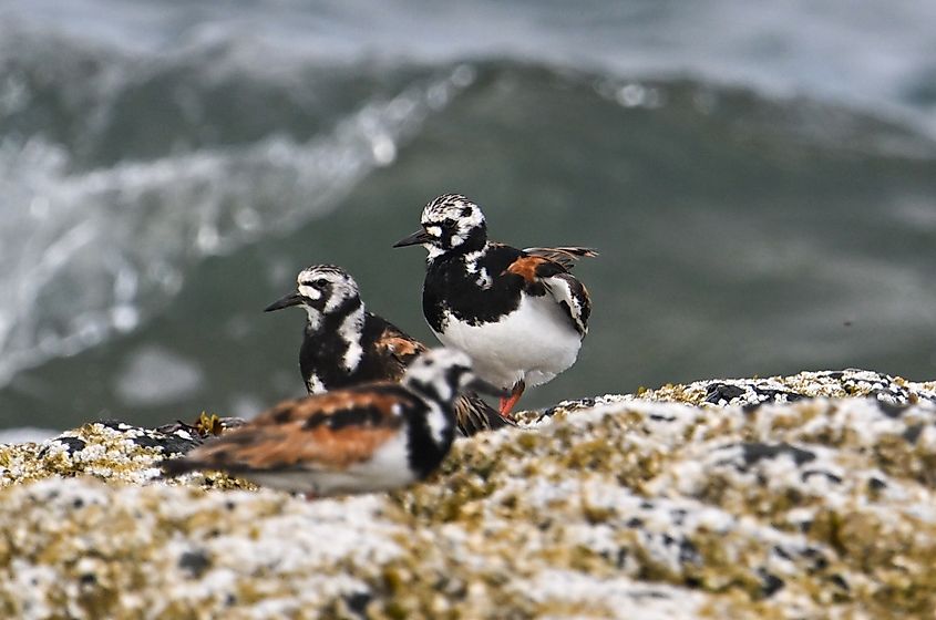 Birds in Scarborough, Maine.