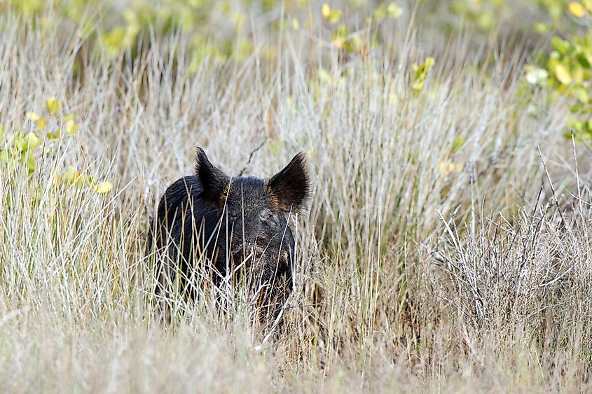 Wild Boar (Sus-scrofa)